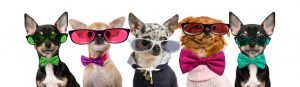 Group of Chihuahuas wearing bow ties and glasses in front of a white background